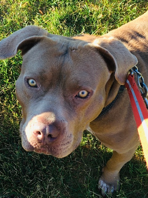 Beau, an adoptable Terrier in Arlington Heights, IL, 60006 | Photo Image 5