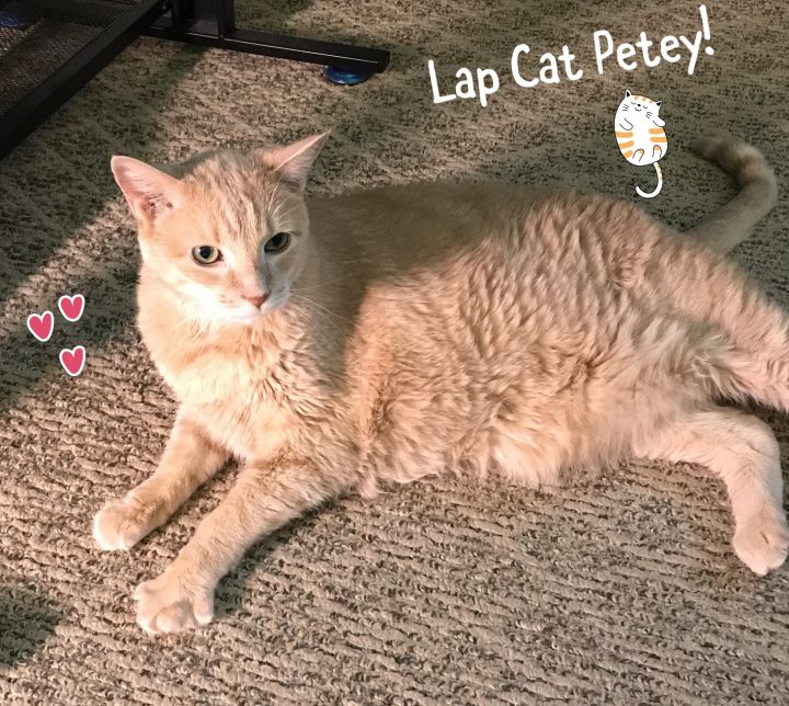 Lap Cat Petey 1