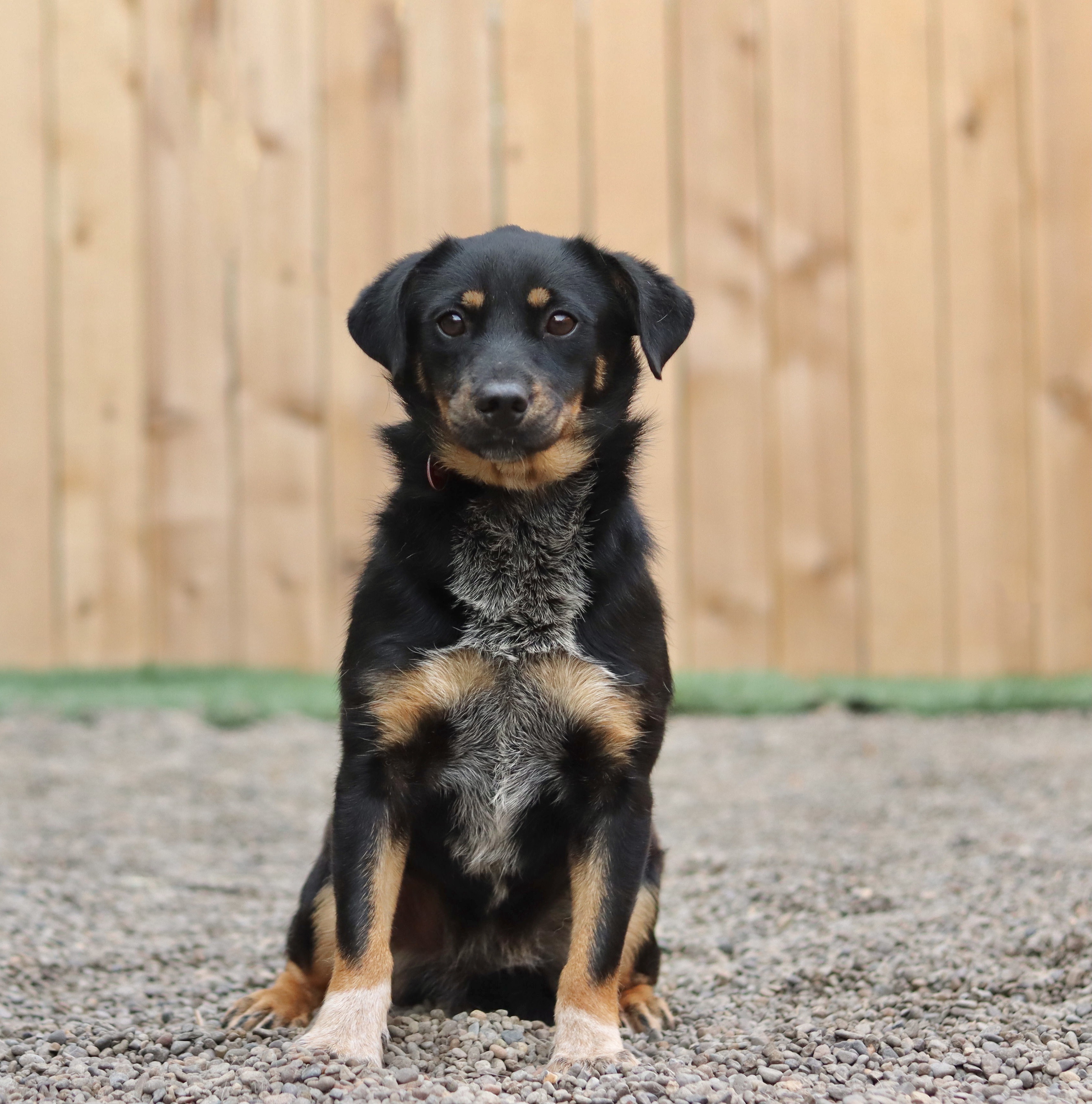 Dune, an adoptable Mixed Breed in Portland, OR, 97239 | Photo Image 1