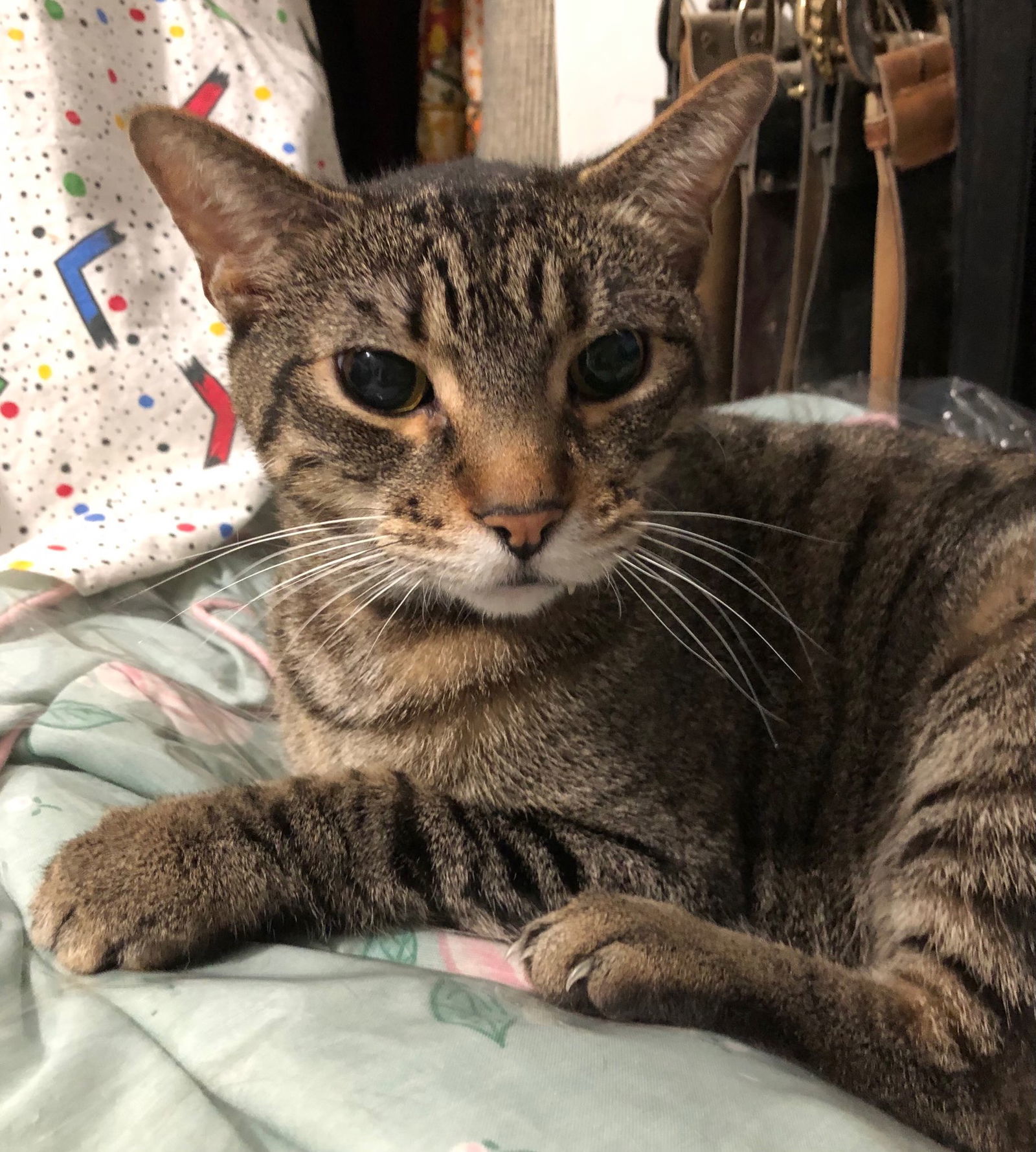 Clyde (senior cat), an adoptable Domestic Short Hair in Eureka, MO, 63025 | Photo Image 1