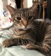Clyde (senior cat) photo 1
