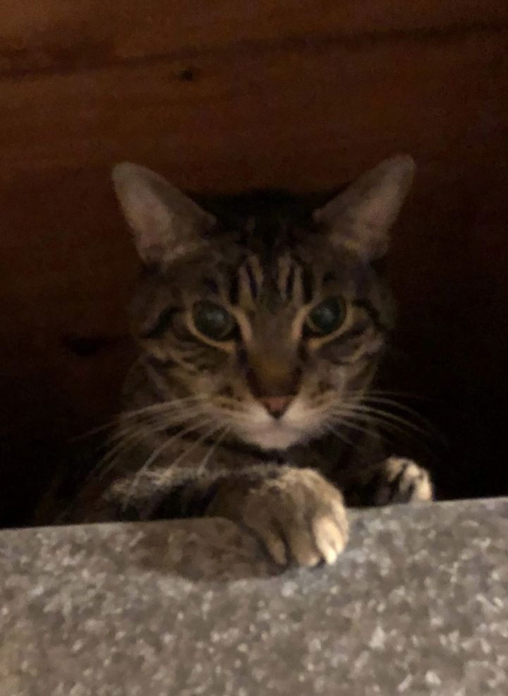 Clyde (senior cat) 2