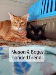 Bogey and Mason