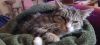 Bocella Minnie Squeakerton NYC kitty