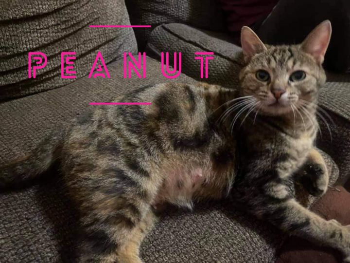 Cat for adoption Peanut, a Domestic Short Hair & Tabby Mix in