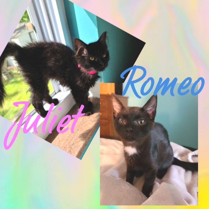 Cat for adoption Romeo, a Bombay & Domestic Short Hair Mix in