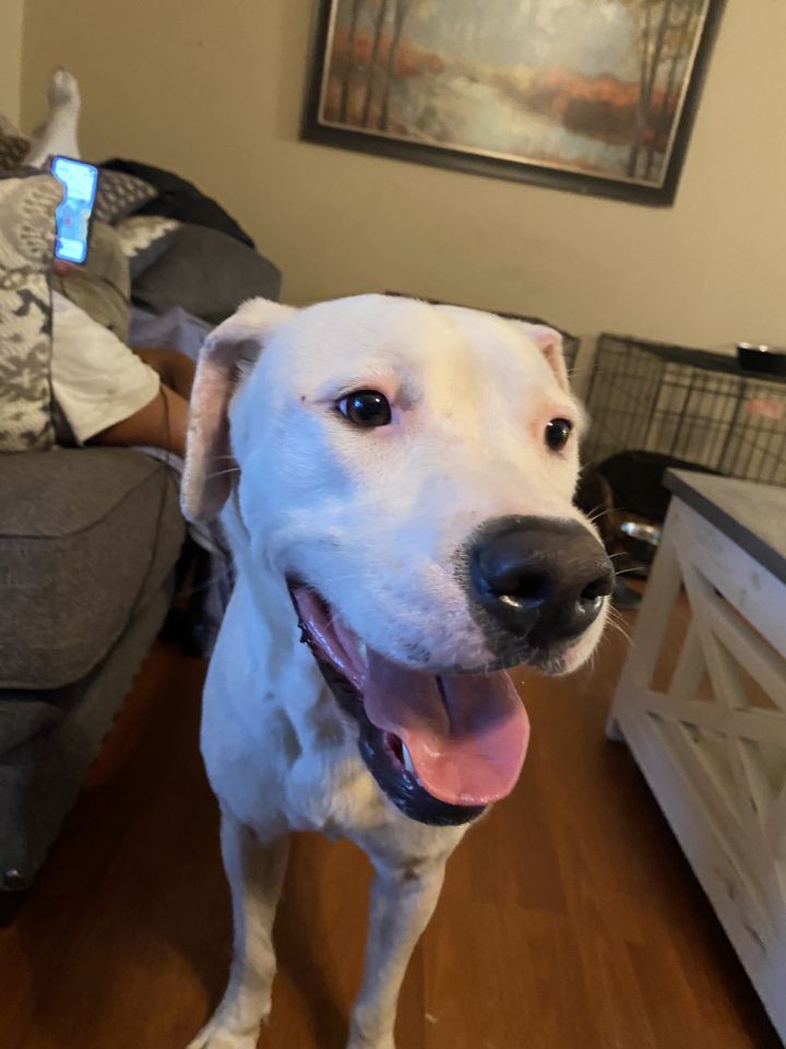 Dog for adoption - Dante, an American Staffordshire Terrier Mix in East