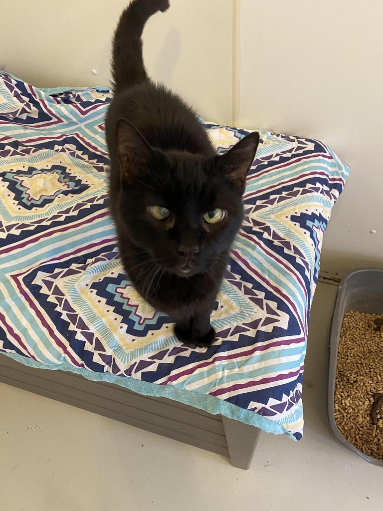 Bubba, an adoptable Domestic Short Hair in Bourbonnais, IL, 60914 | Photo Image 1