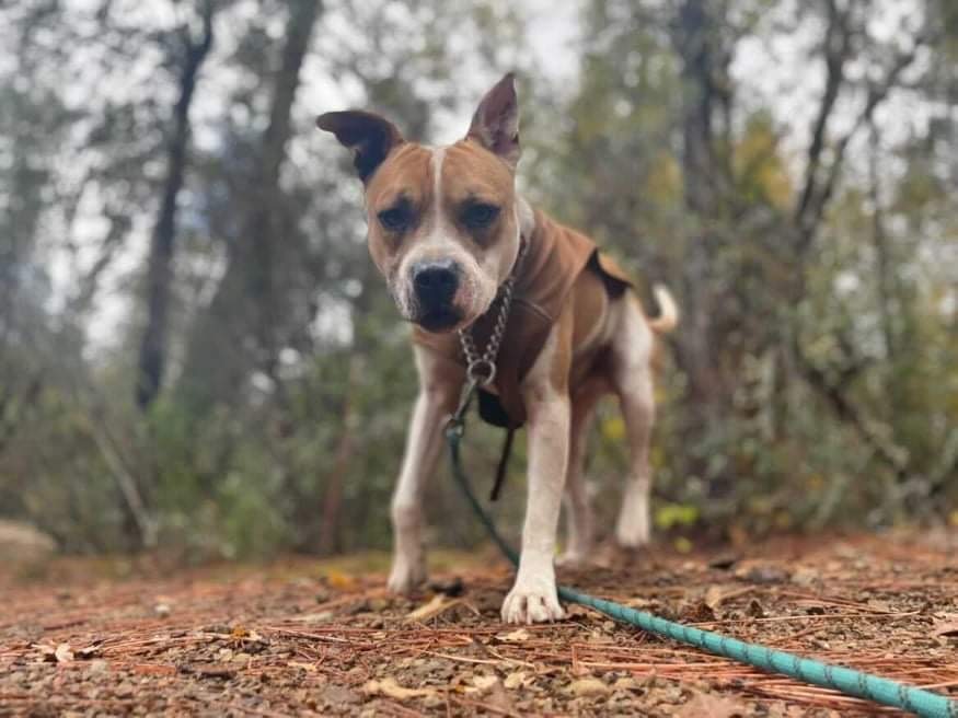 Benji, an adoptable American Staffordshire Terrier, Staffordshire Bull Terrier in Grass Valley, CA, 95945 | Photo Image 3