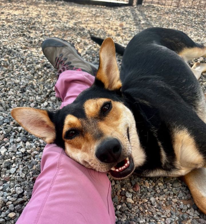 Happy, an adoptable Cattle Dog Mix in Bernalillo, NM_image-2