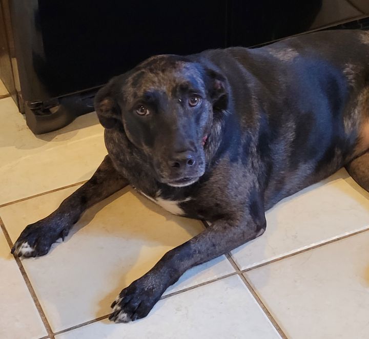 catahoula leopard dog lab mix