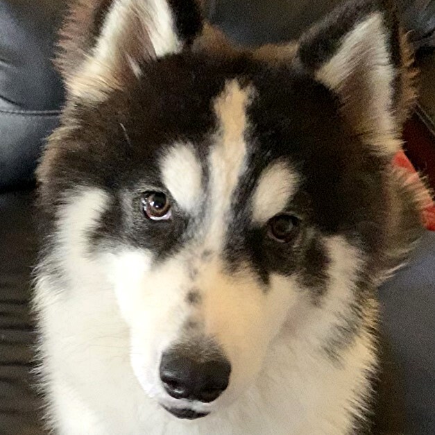 Dog for adoption - PENNY-Sanctuary (Not for Adoption), a Siberian Husky ...