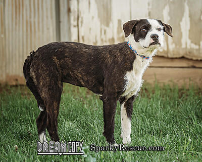Fallon DRD graduate, an adopted Boxer & Wirehaired Terrier Mix in Owensboro, KY_image-3