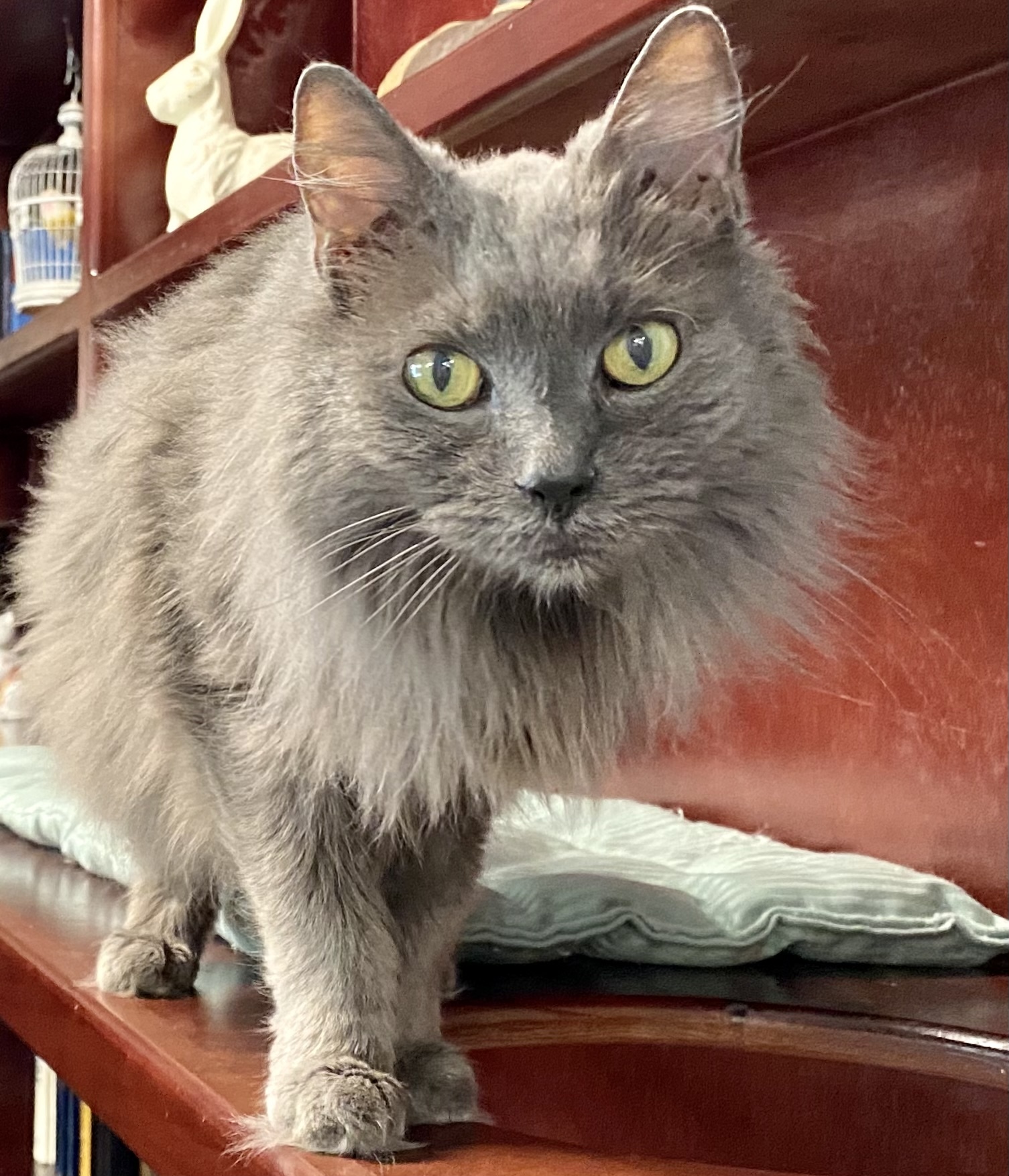 Cat for adoption Silver, a Domestic Long Hair in Briarcliff Manor, NY