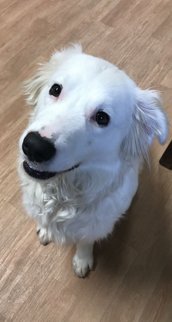 Cocker spaniel and border best sale collie mix