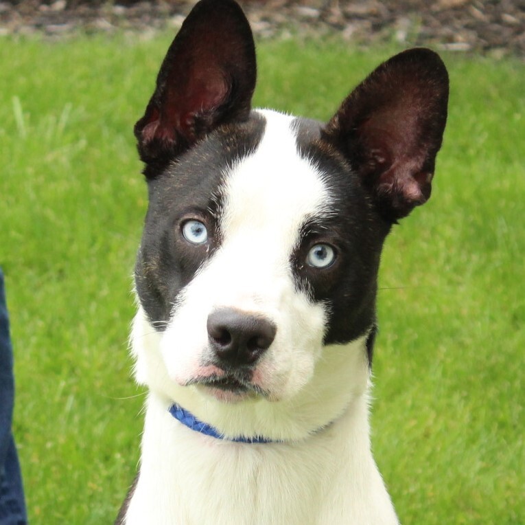 Dice, an adoptable Husky in Eaton, OH, 45320 | Photo Image 2