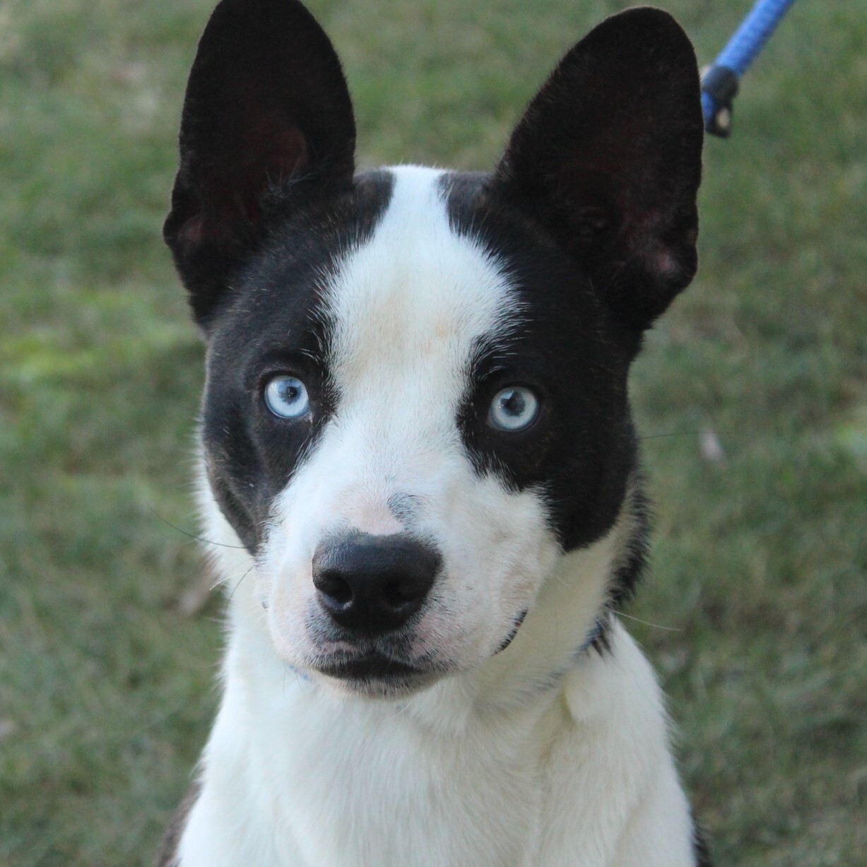 Dice, an adoptable Husky in Eaton, OH, 45320 | Photo Image 1