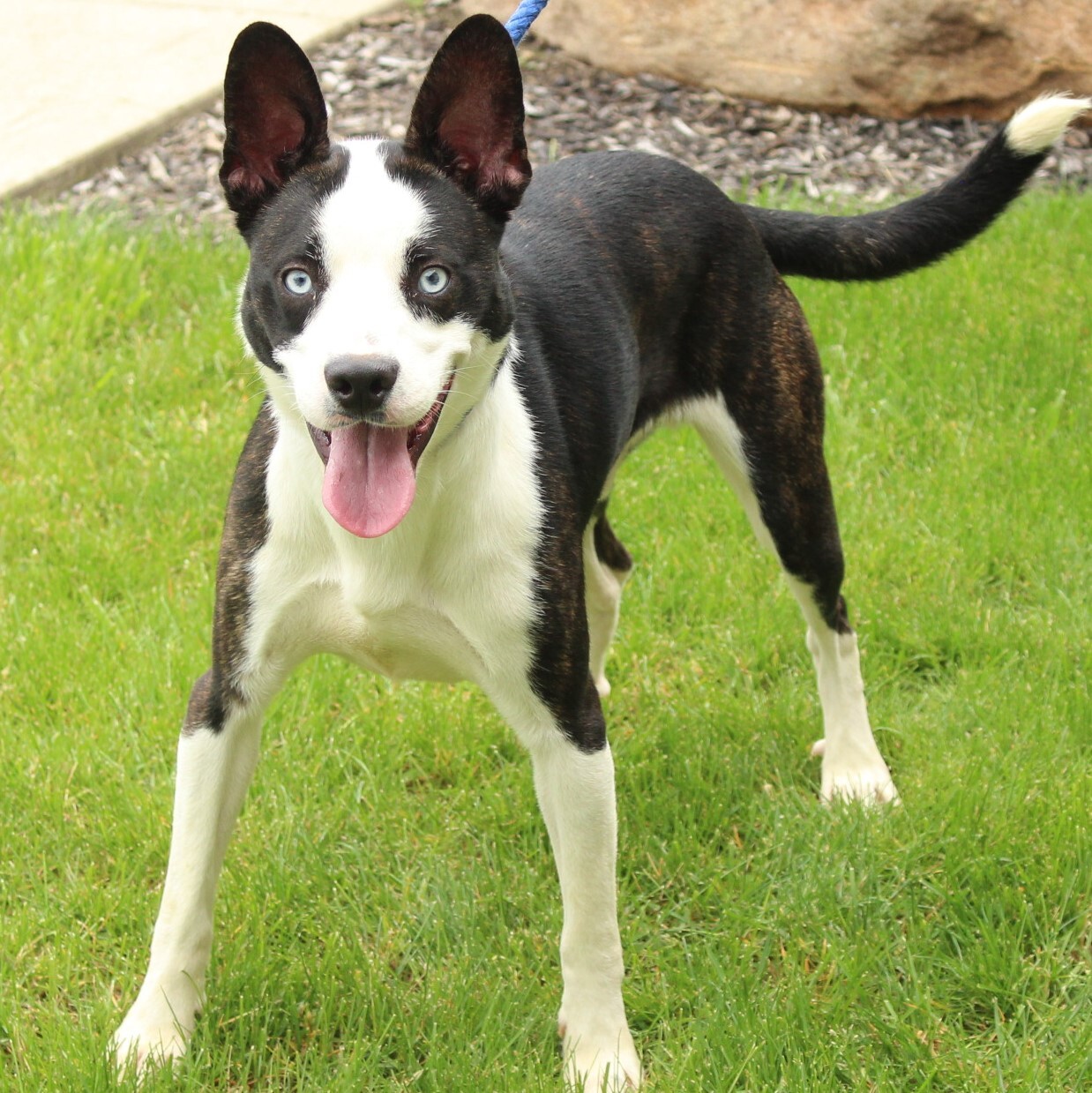 Dice, an adoptable Husky in Eaton, OH, 45320 | Photo Image 3