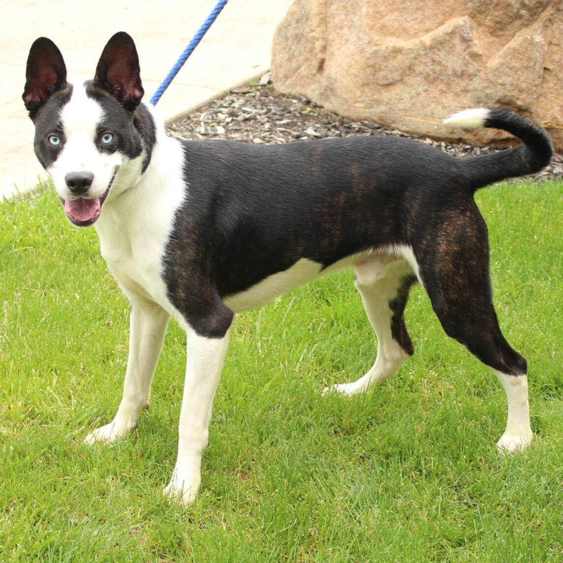 Dice, an adoptable Husky in Eaton, OH, 45320 | Photo Image 6