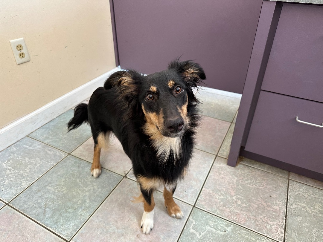 HE WILL WIN YOUR HEART, an adoptable Australian Shepherd, Border Collie in Northwood, OH, 43619 | Photo Image 5