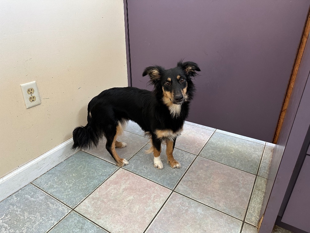 HE WILL WIN YOUR HEART, an adoptable Australian Shepherd, Border Collie in Northwood, OH, 43619 | Photo Image 6