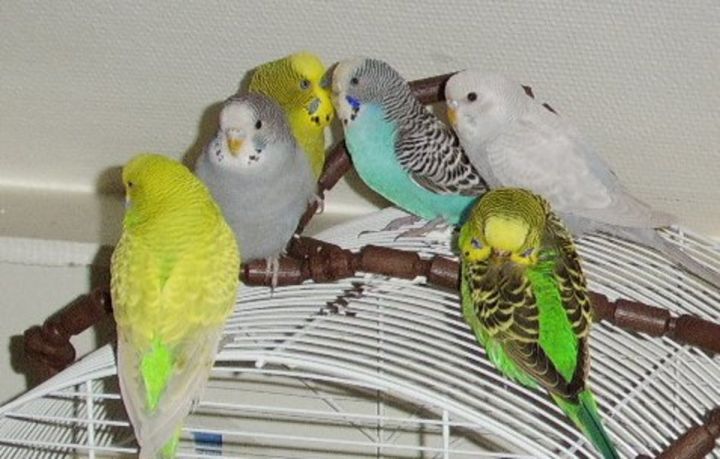 Budgies - details are here 1