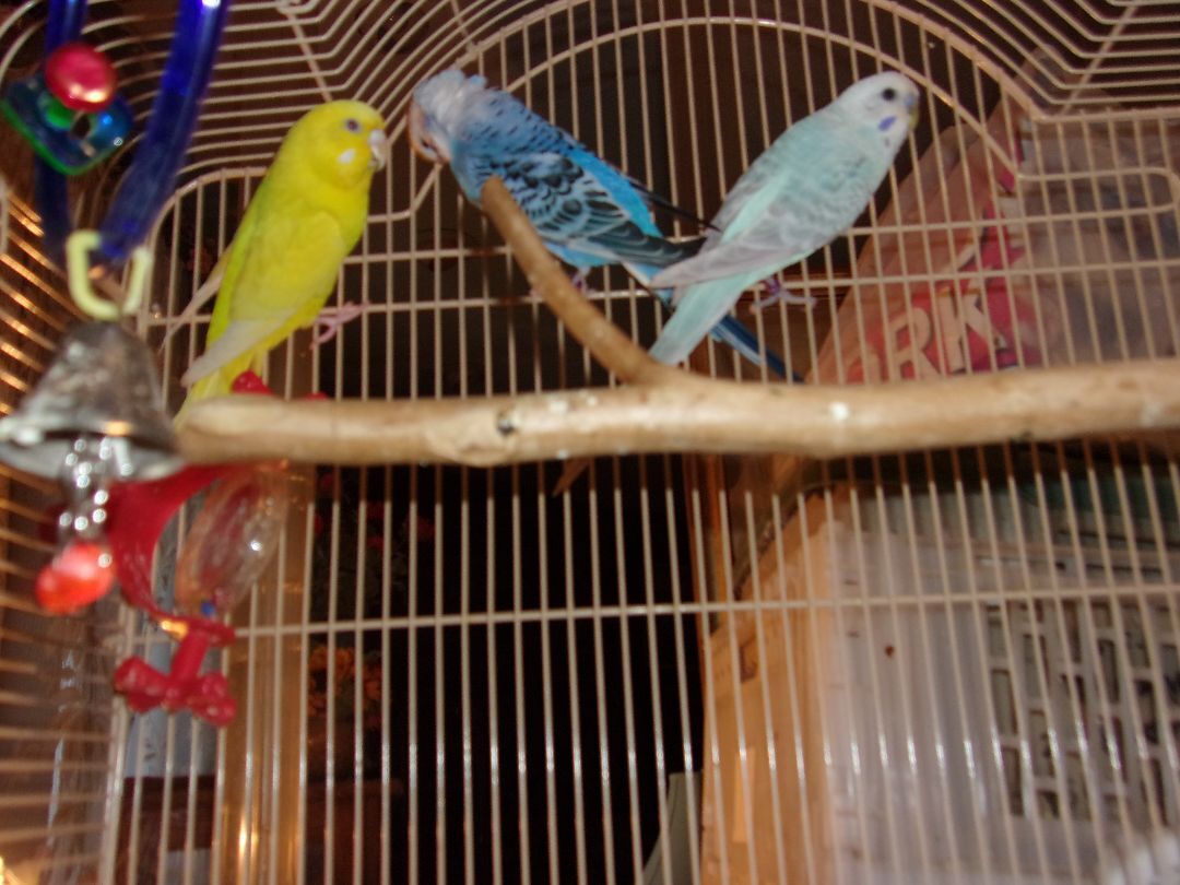 Parakeet for adoption - Budgies - details are here, a Parakeet