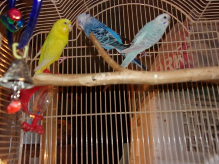 Budgies - details are here 2