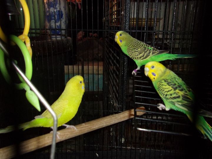 Pet store store budgies