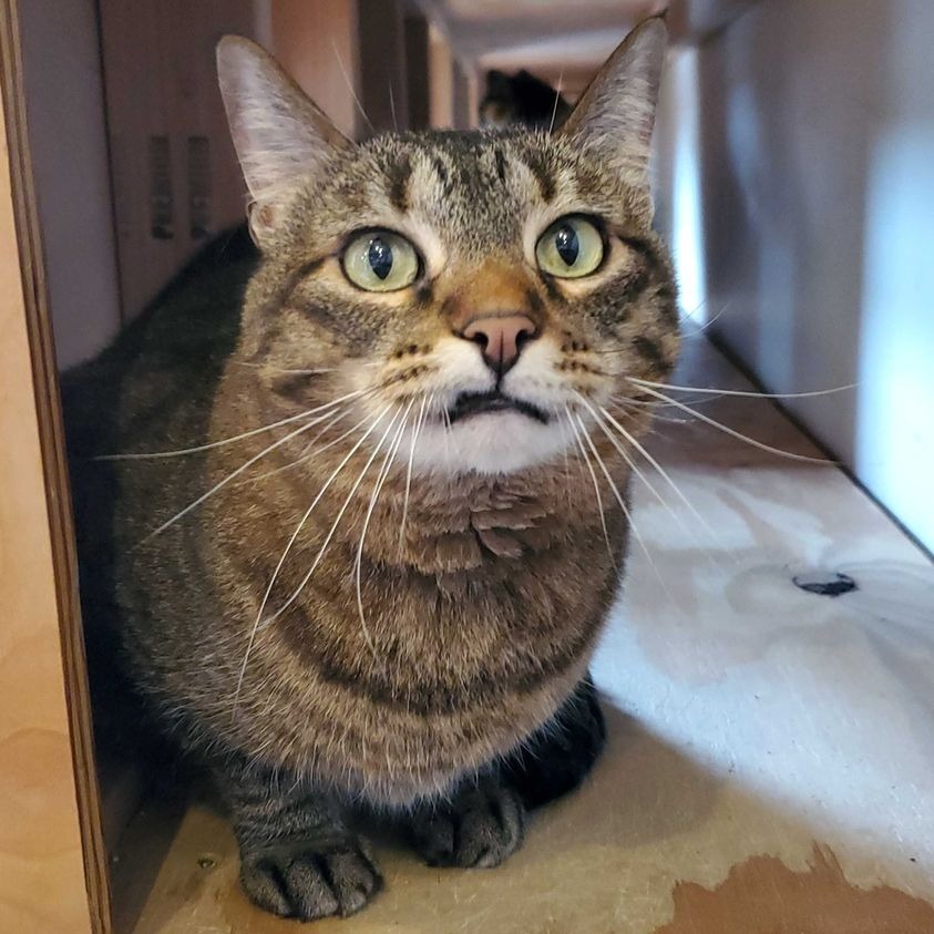 Lauren, an adoptable Domestic Short Hair in St. Louis, MO, 63119 | Photo Image 2