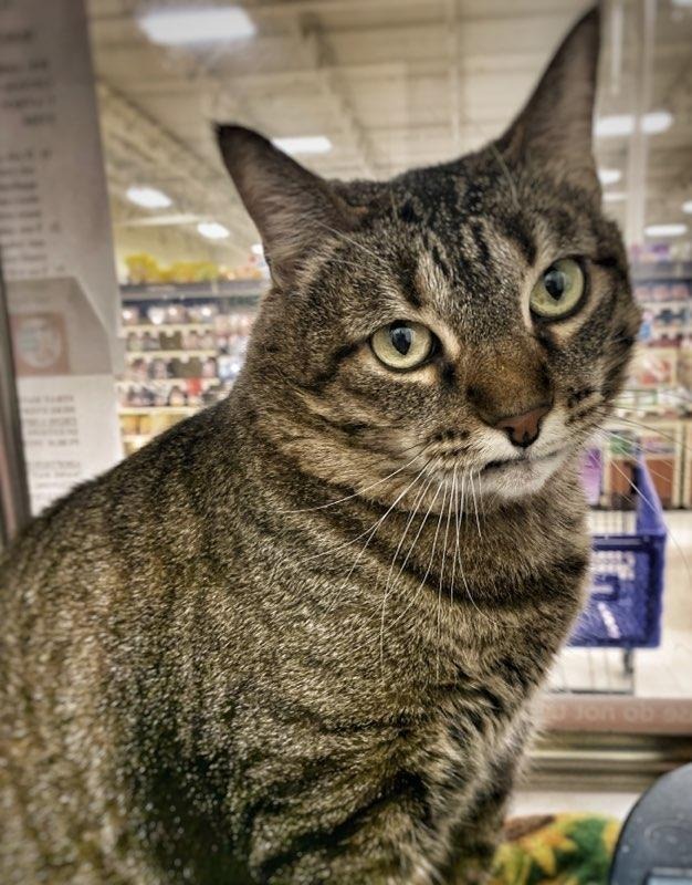 Lauren, an adoptable Domestic Short Hair in St. Louis, MO, 63119 | Photo Image 5