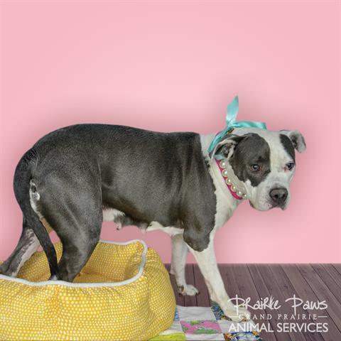 Dog For Adoption Helen An American Staffordshire Terrier Mix In Grand Prairie Tx Petfinder