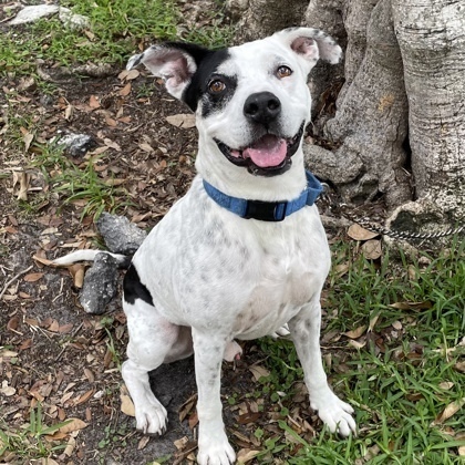 Benny, an adoptable Terrier in North Miami Beach, FL, 33160 | Photo Image 1