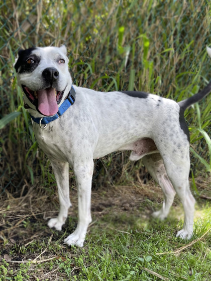 Benny, an adoptable Terrier in North Miami Beach, FL, 33160 | Photo Image 4