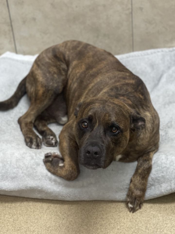 Brindle bulldog hot sale mix