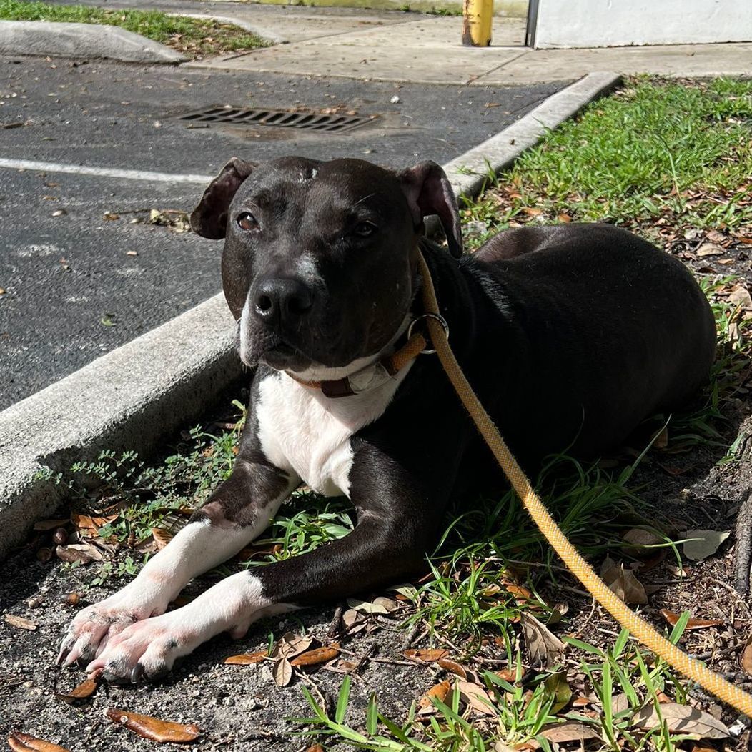 S/C Azalea, an adoptable Terrier in North Miami Beach, FL, 33160 | Photo Image 1