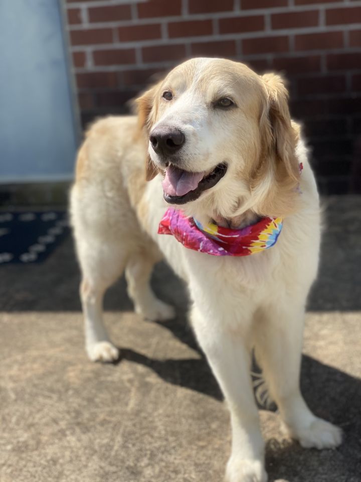 Dog For Adoption Sully A Golden Retriever Mix In New Canaan Ct Petfinder