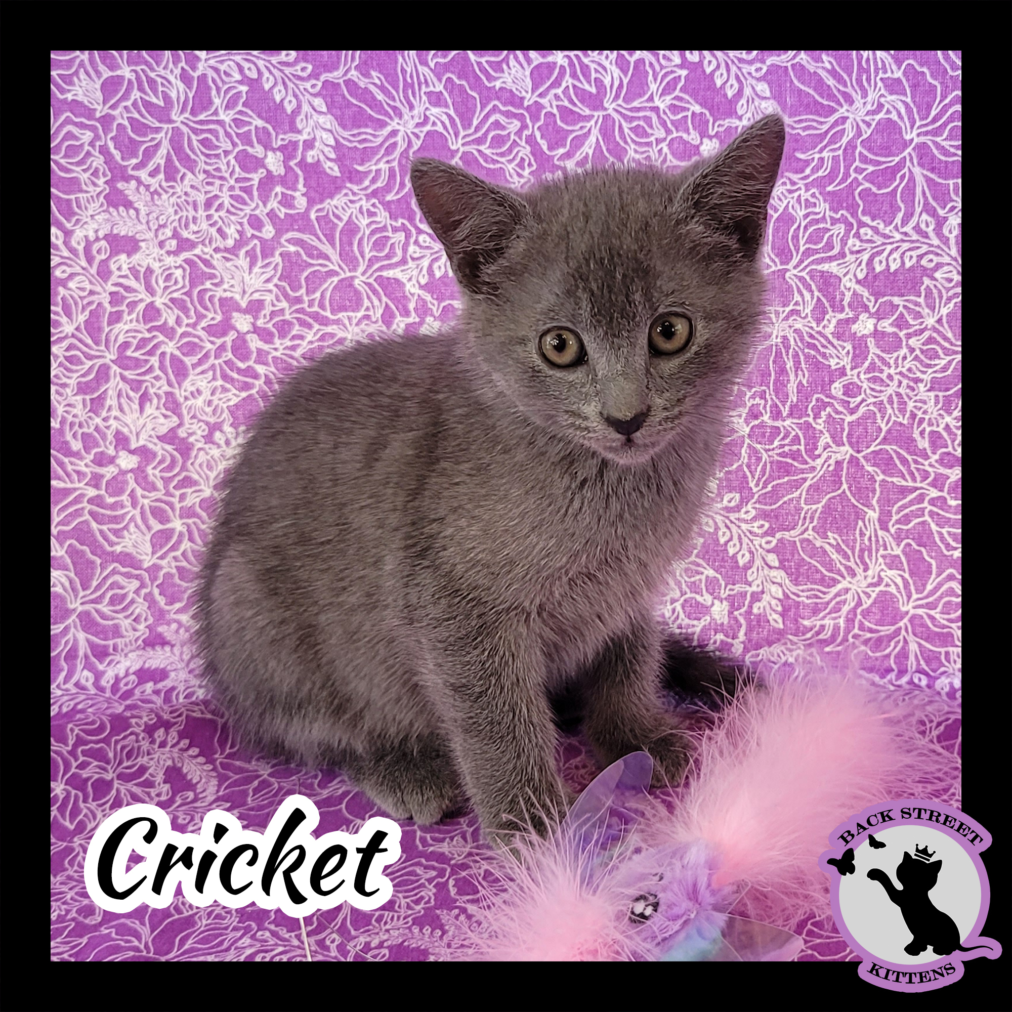 Cricket, an adoptable Domestic Short Hair in Dacula, GA, 30019 | Photo Image 3