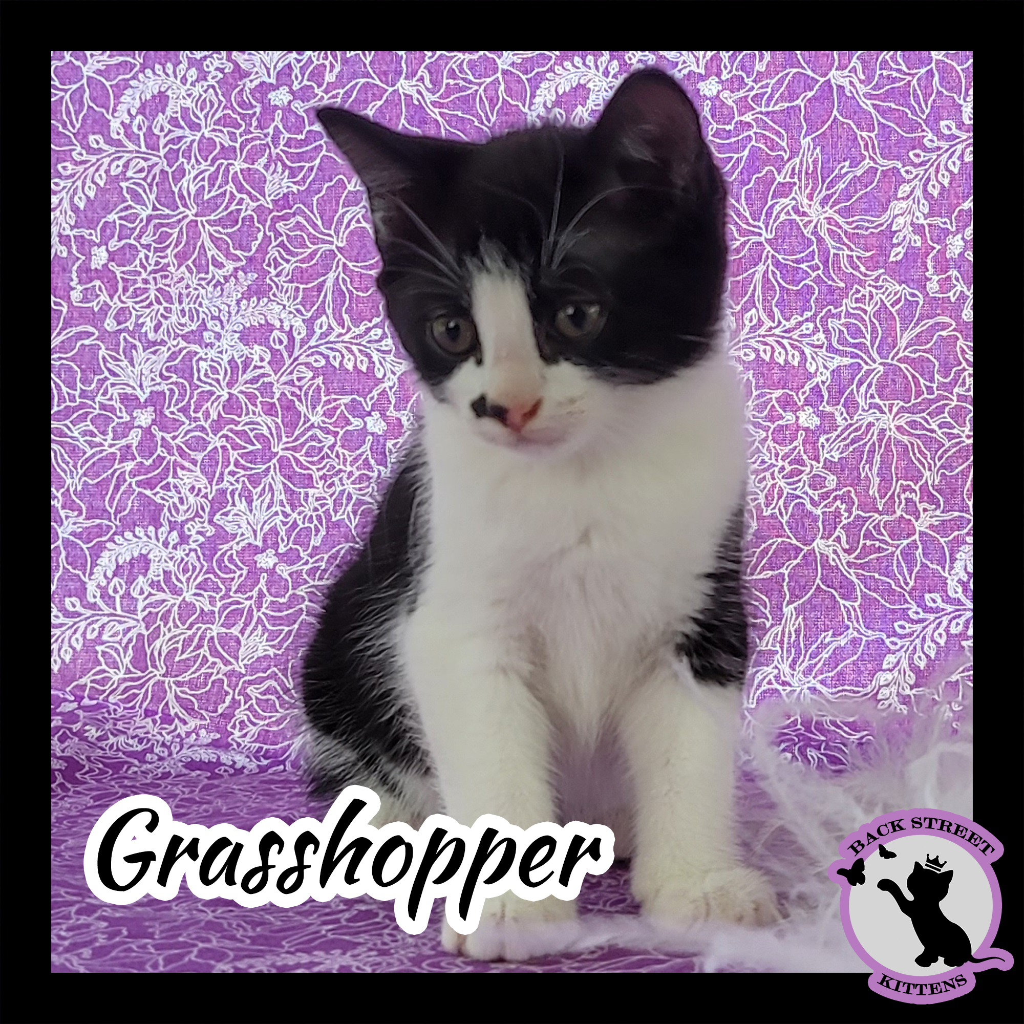 Grasshopper, an adoptable Domestic Short Hair in Dacula, GA, 30019 | Photo Image 4