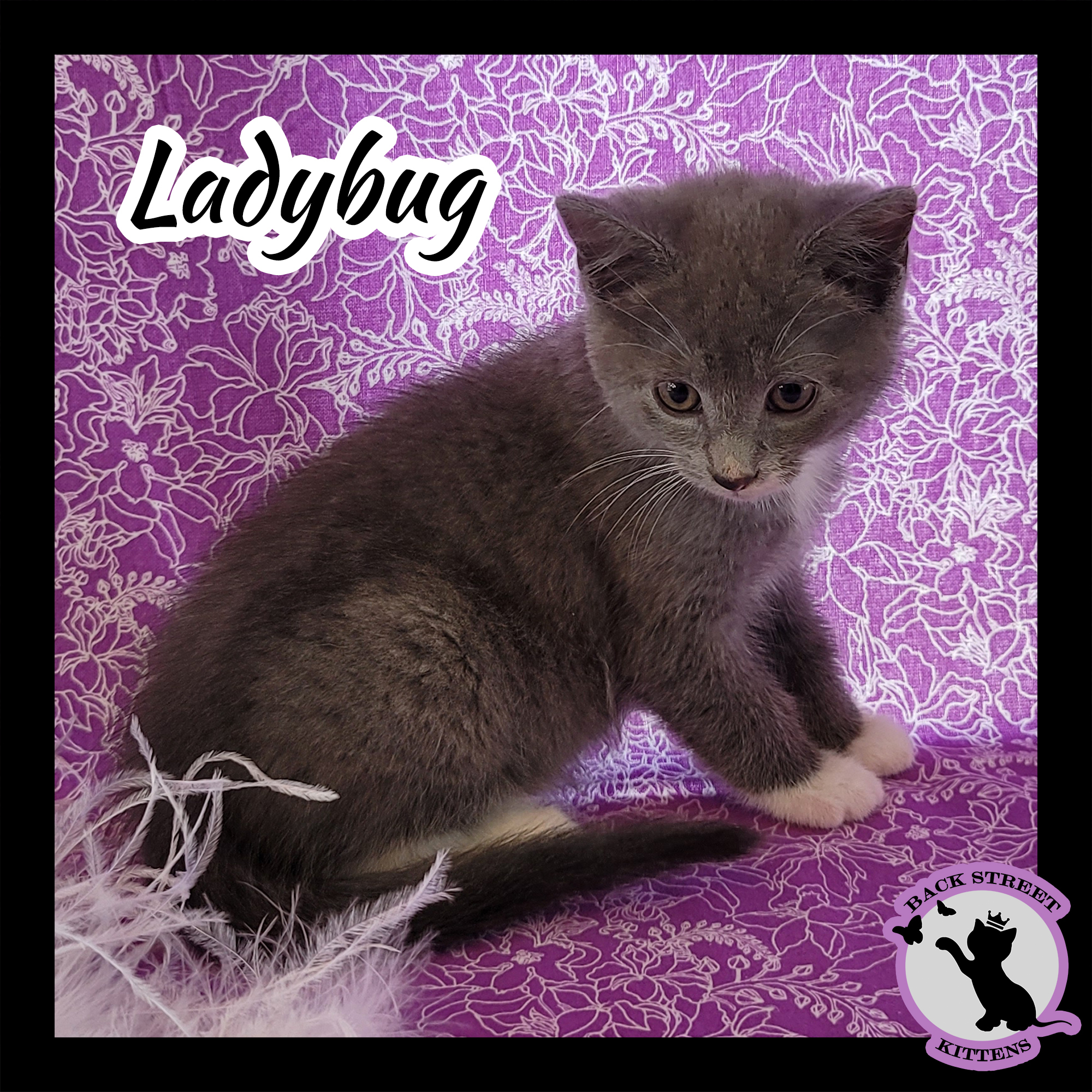 Ladybug, an adoptable Domestic Short Hair in Dacula, GA, 30019 | Photo Image 4