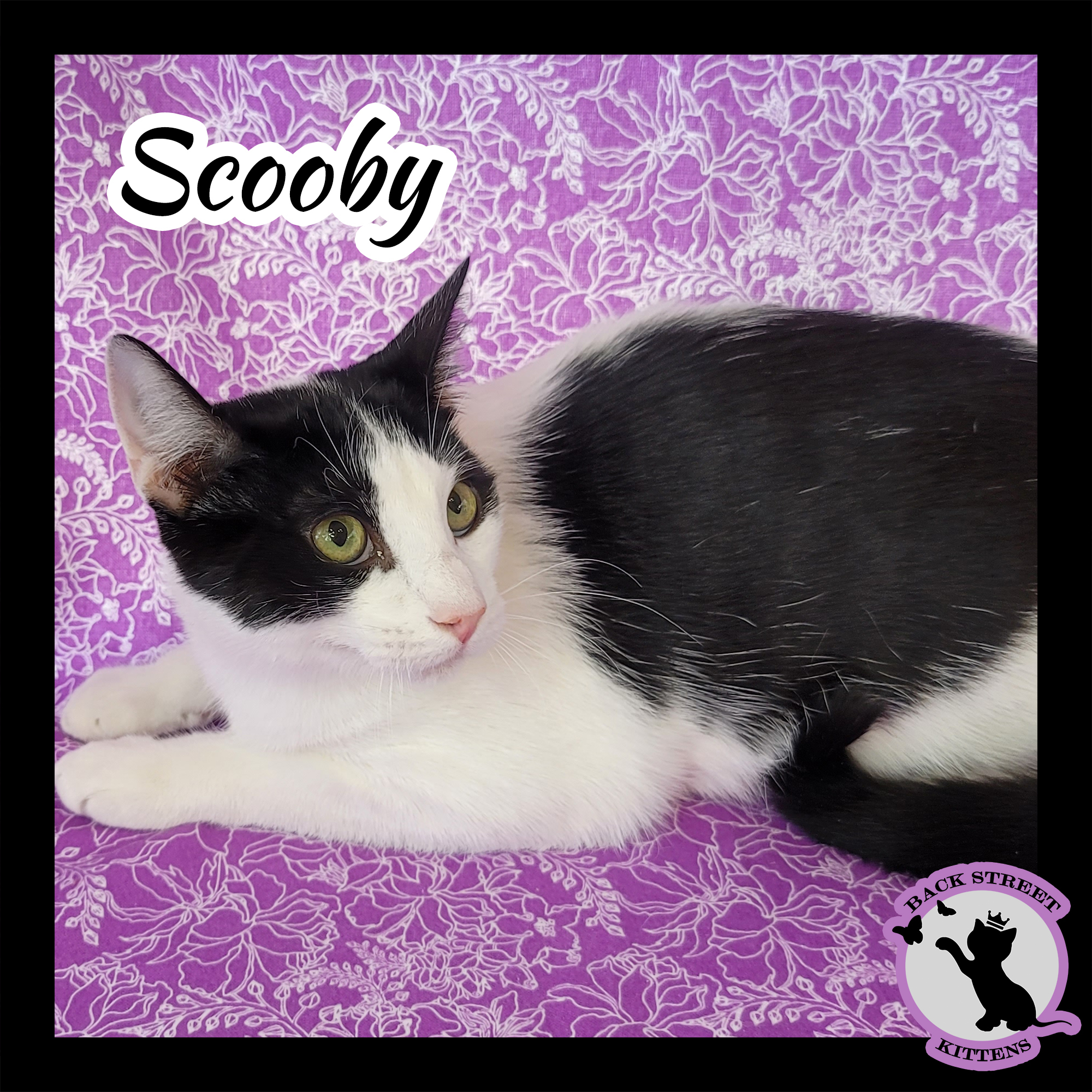 Scooby Doo, an adoptable Domestic Short Hair in Dacula, GA, 30019 | Photo Image 3