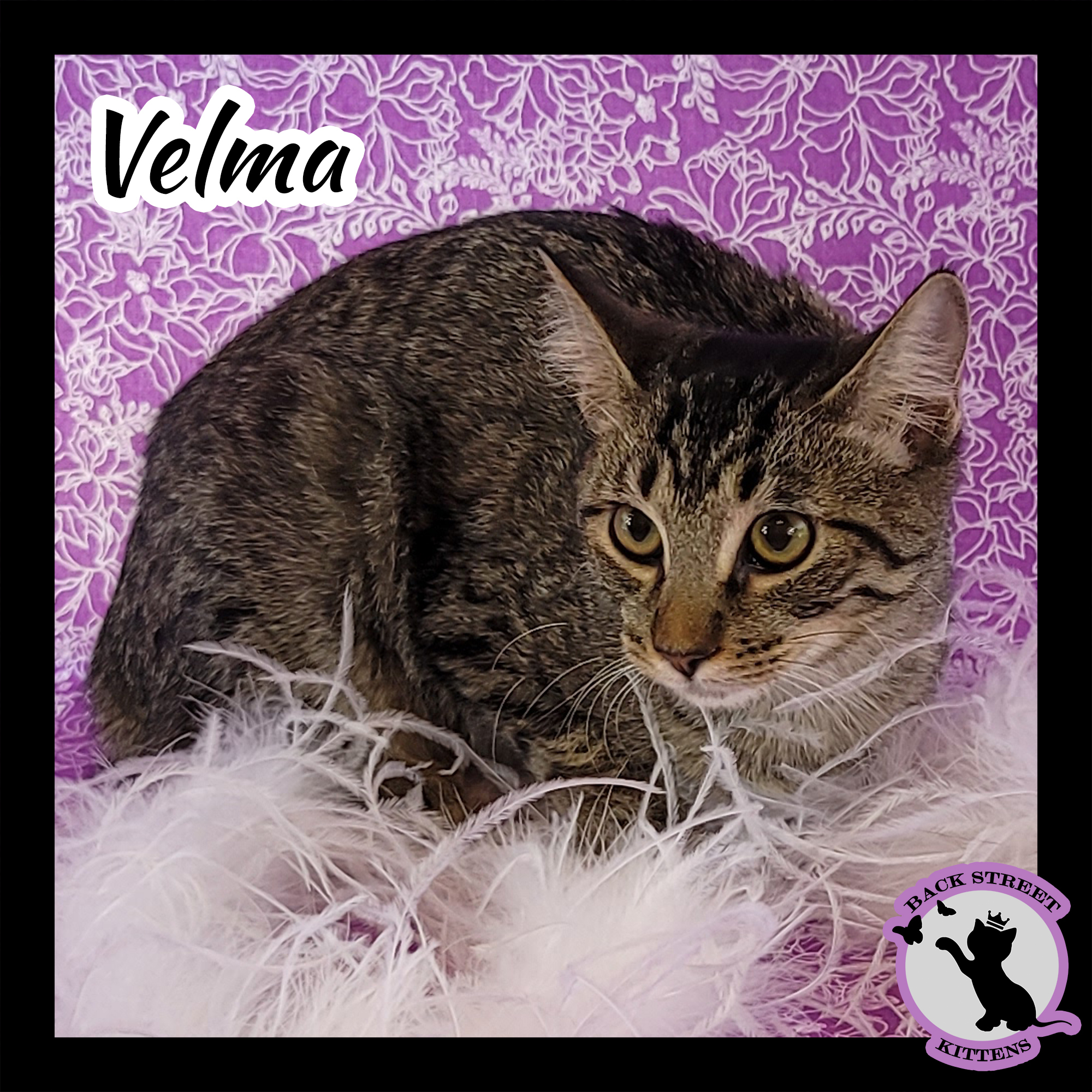Velma Doo, an adoptable Domestic Short Hair in Dacula, GA, 30019 | Photo Image 2