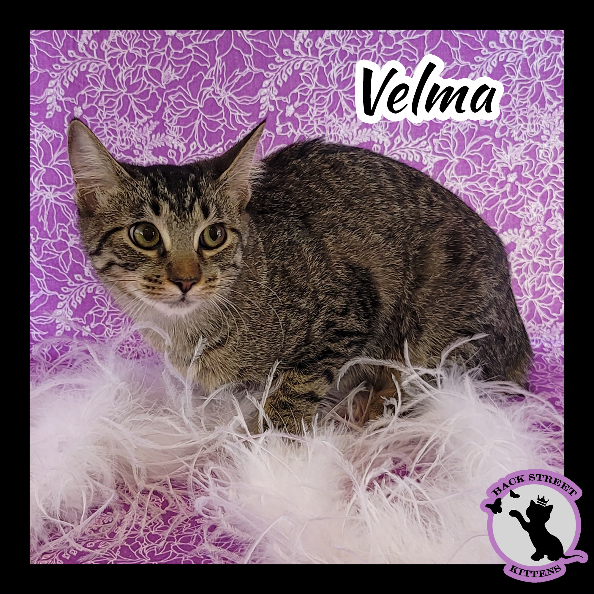 Velma Doo, an adoptable Domestic Short Hair in Dacula, GA, 30019 | Photo Image 1