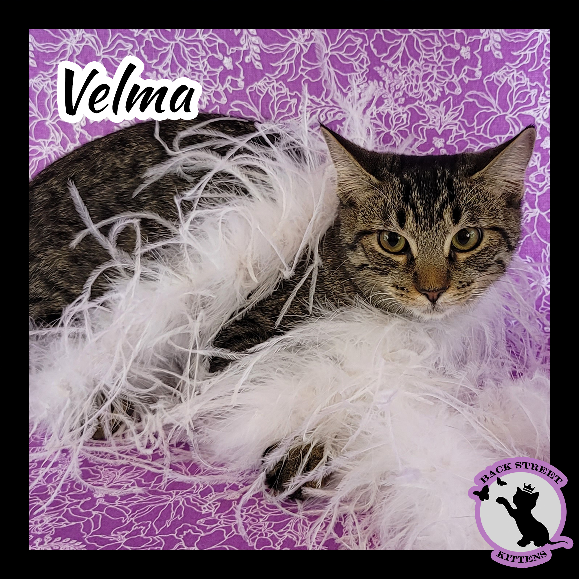 Velma Doo, an adoptable Domestic Short Hair in Dacula, GA, 30019 | Photo Image 4
