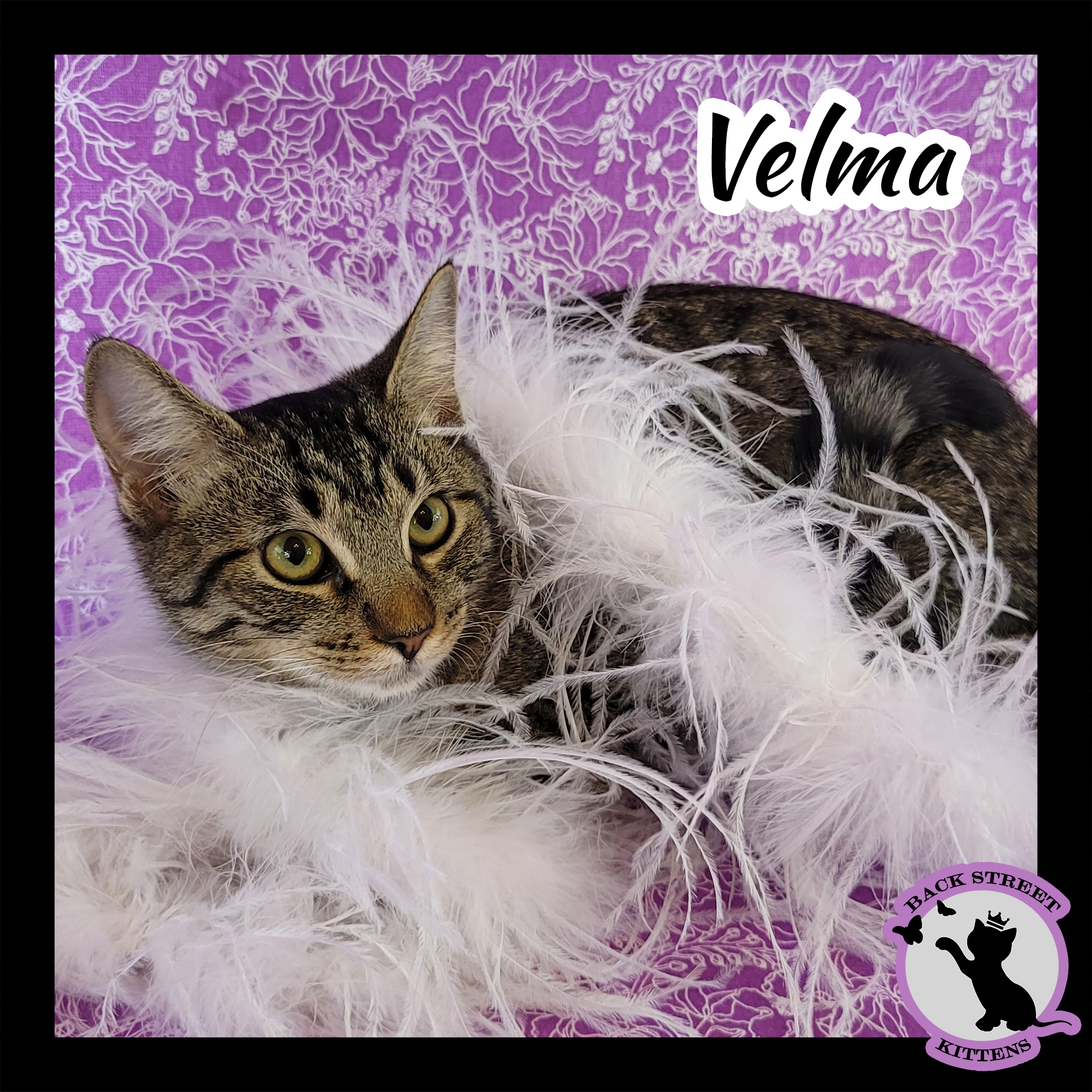Velma Doo, an adoptable Domestic Short Hair in Dacula, GA, 30019 | Photo Image 5
