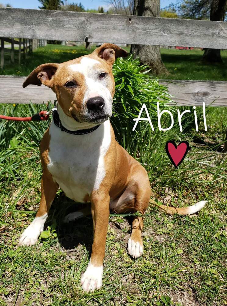 Amazing Regal Resident - Abril, an adoptable Terrier in South Bend, IN, 46660 | Photo Image 2
