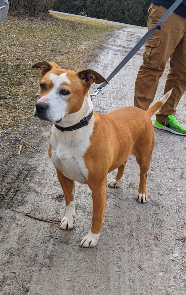 Abril, an adoptable Terrier in South Bend, IN, 46660 | Photo Image 2