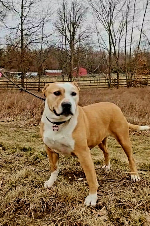 Abril, an adoptable Terrier in South Bend, IN, 46660 | Photo Image 2