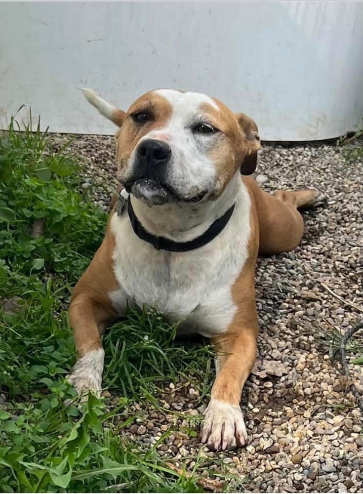 Abril, an adoptable Terrier in South Bend, IN, 46660 | Photo Image 3