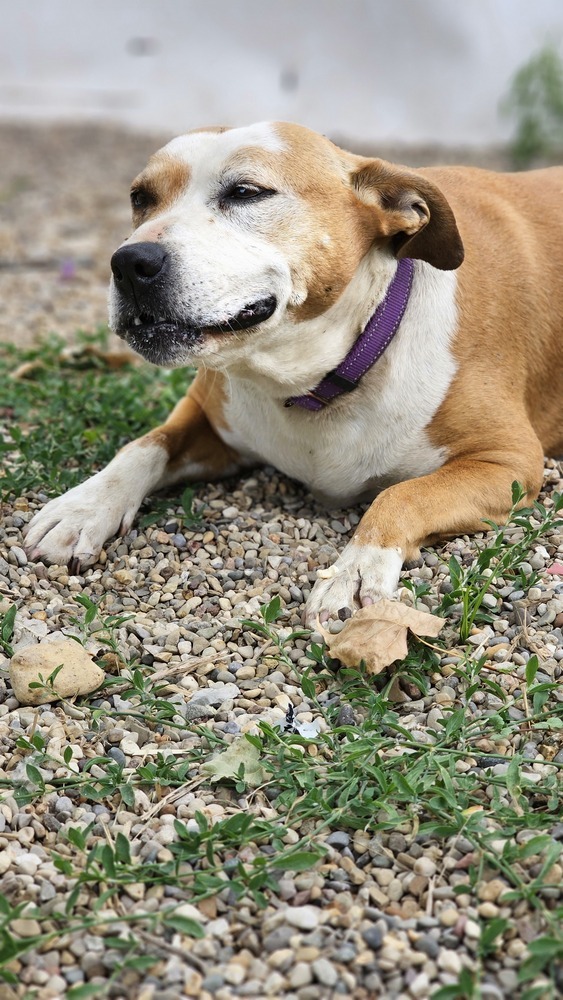 Amazing Regal Resident - Abril, an adoptable Terrier in South Bend, IN, 46660 | Photo Image 4